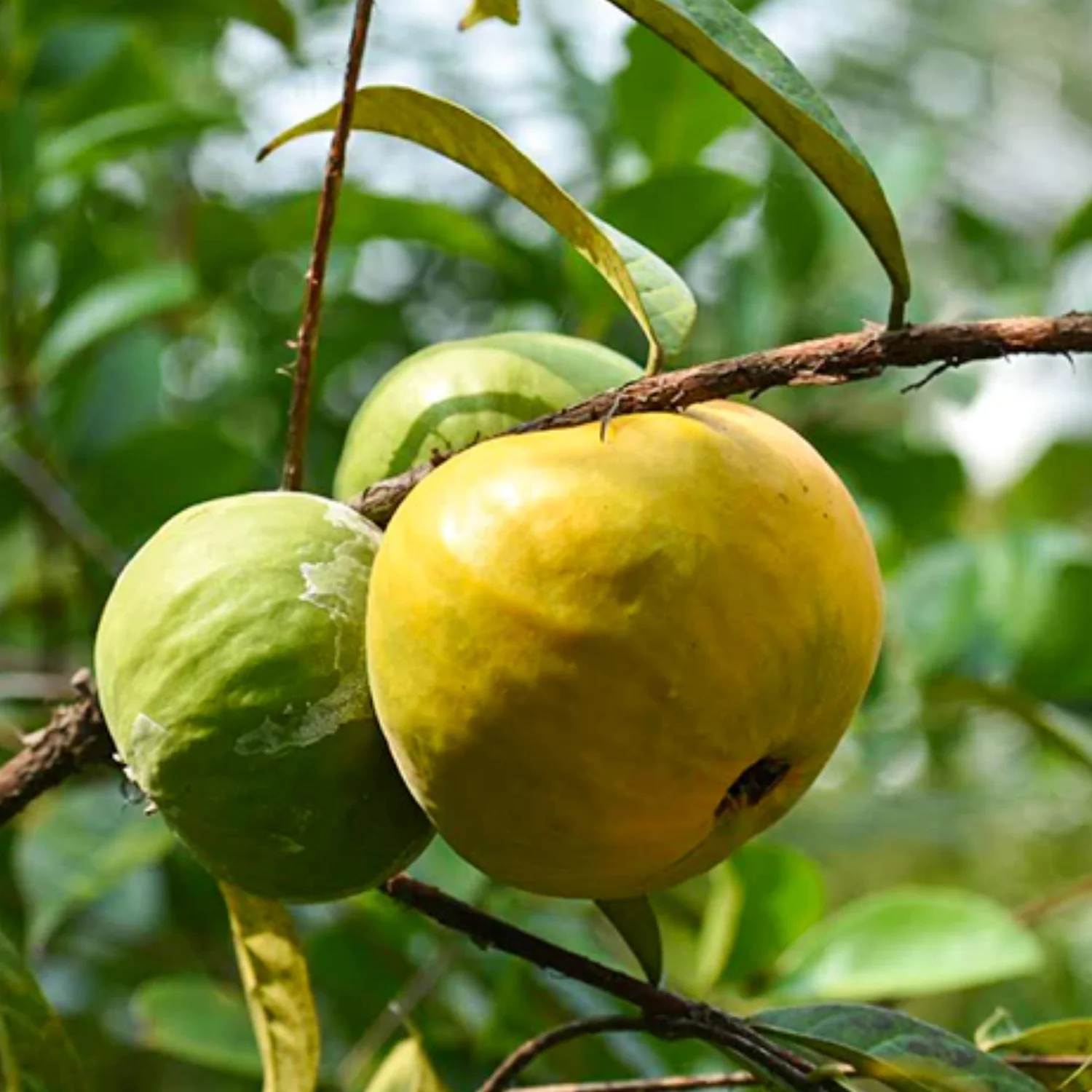 Araza Boi (અરાજા બોઇ)
